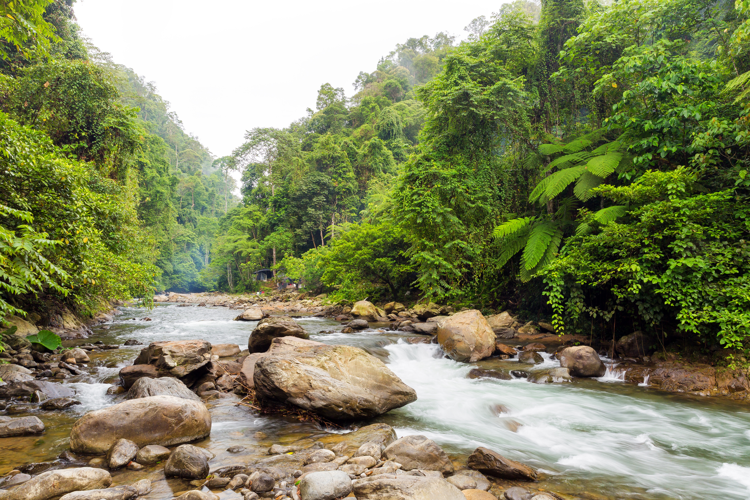 bukit lawang.webp